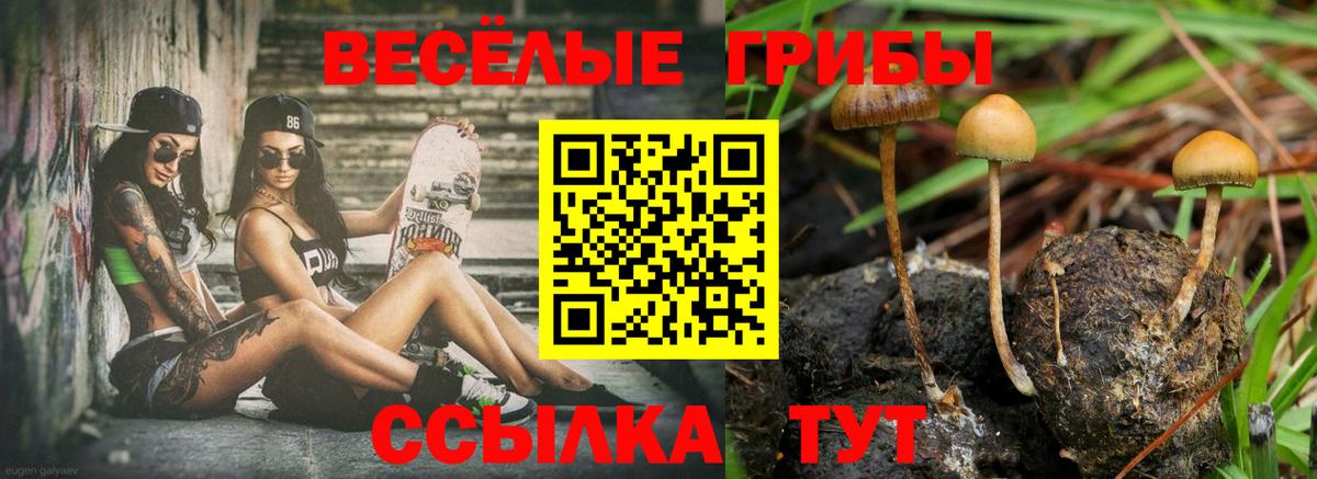 Галлюциногенные грибы Psilocybe Ессентуки
